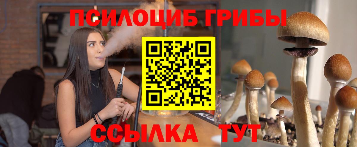 Галлюциногенные грибы Psilocybe Каменск-Шахтинский